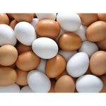 EGGS CHEAPEST PRICE!!!! BEST QUALITY !! Bovans White CHICKEN EGGS