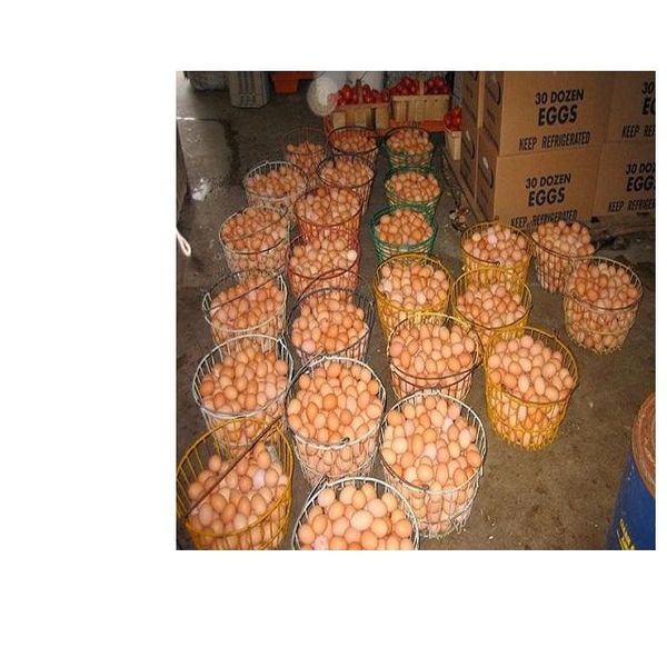 Farm Fresh Chicken Table Eggs Brown and White Shell Chicken Eggs in South Africa