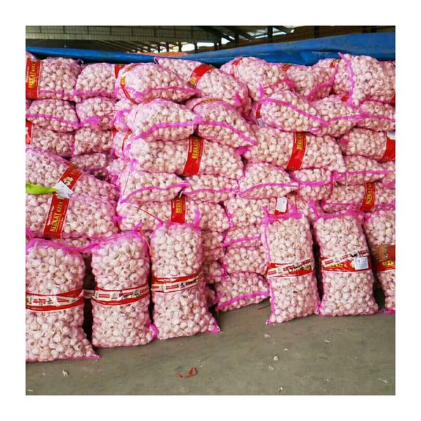 Wholesale Premium Quality New Fresh Vegetables Chinese 3p Pure White Garlic