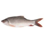 Frozen Rohu Freshwater Fish Individual Frozen Fish Cheap With High Quality From Vietnam Seafood Company