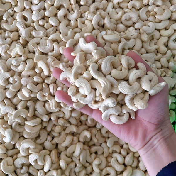 THE BEST SELLER FROM VIETNAM WHOLESALE CASHEW NUTS WW320 W240 LOWEST MS JANNIE 0963766939