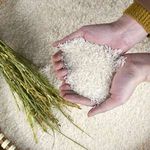 HAUTE QUALITE RIZ JAPONICA RIZ AU JASMIN OEM Riz Du Vietnam Grains Longs Style Frais Anh Rice Vilaconic