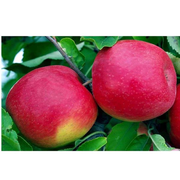 Organic Fuji Apple Fruit Fresh Red Fuji Apple for Wholesale Naturally Cultivated