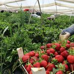 BEST QUALITY BEST PRICE FRESH STRAWBERRY %100 NATURAL ORGANIC STRAWBERRIES From TURKISH PRODUCER