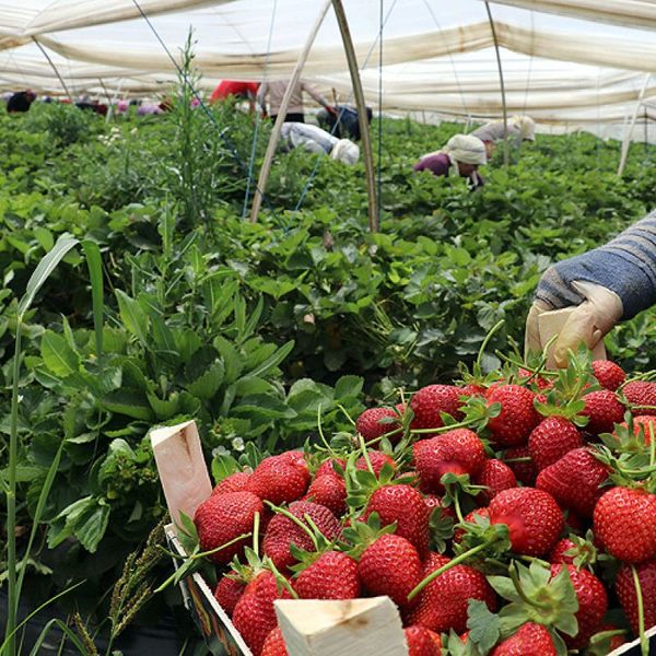 BEST QUALITY BEST PRICE FRESH STRAWBERRY %100 NATURAL ORGANIC STRAWBERRIES From TURKISH PRODUCER