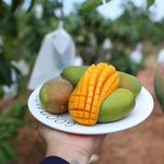 Chinese High Quality Wholesale Fresh Mango Fruit Ready for Export
