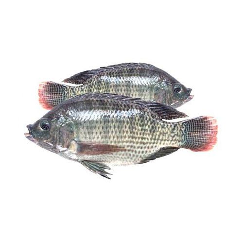 Exclusive Sale on Best Quality Wholesale Frozen Tilapia Fish for Universal Buyers +27739729209