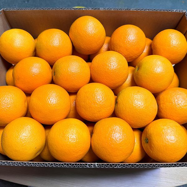 Fresh Citrus Fruit Export Orange Fruit Fresh Valencia Oranges Fresh