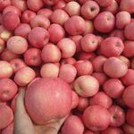 2023 New Crop Fresh Red Apple Fuji Fruit Factory Price for Sale