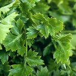 Organic Vegetables New Fresh Celery