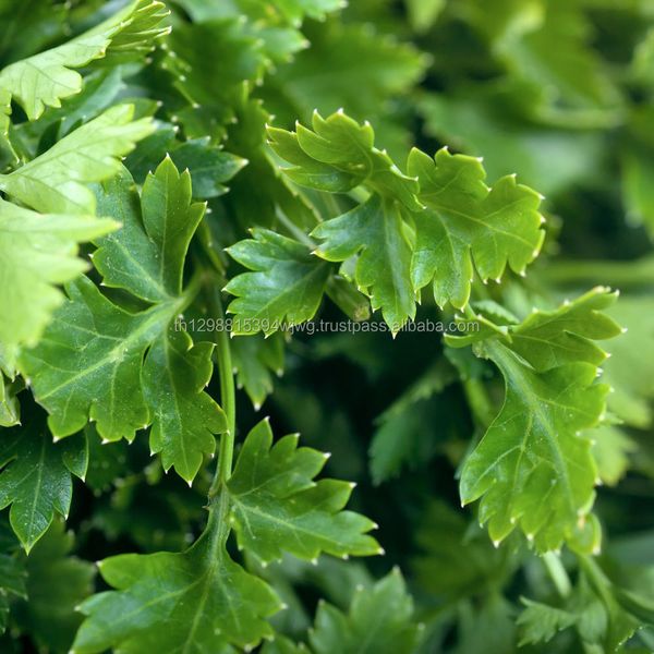 Organic Vegetables New Fresh Celery